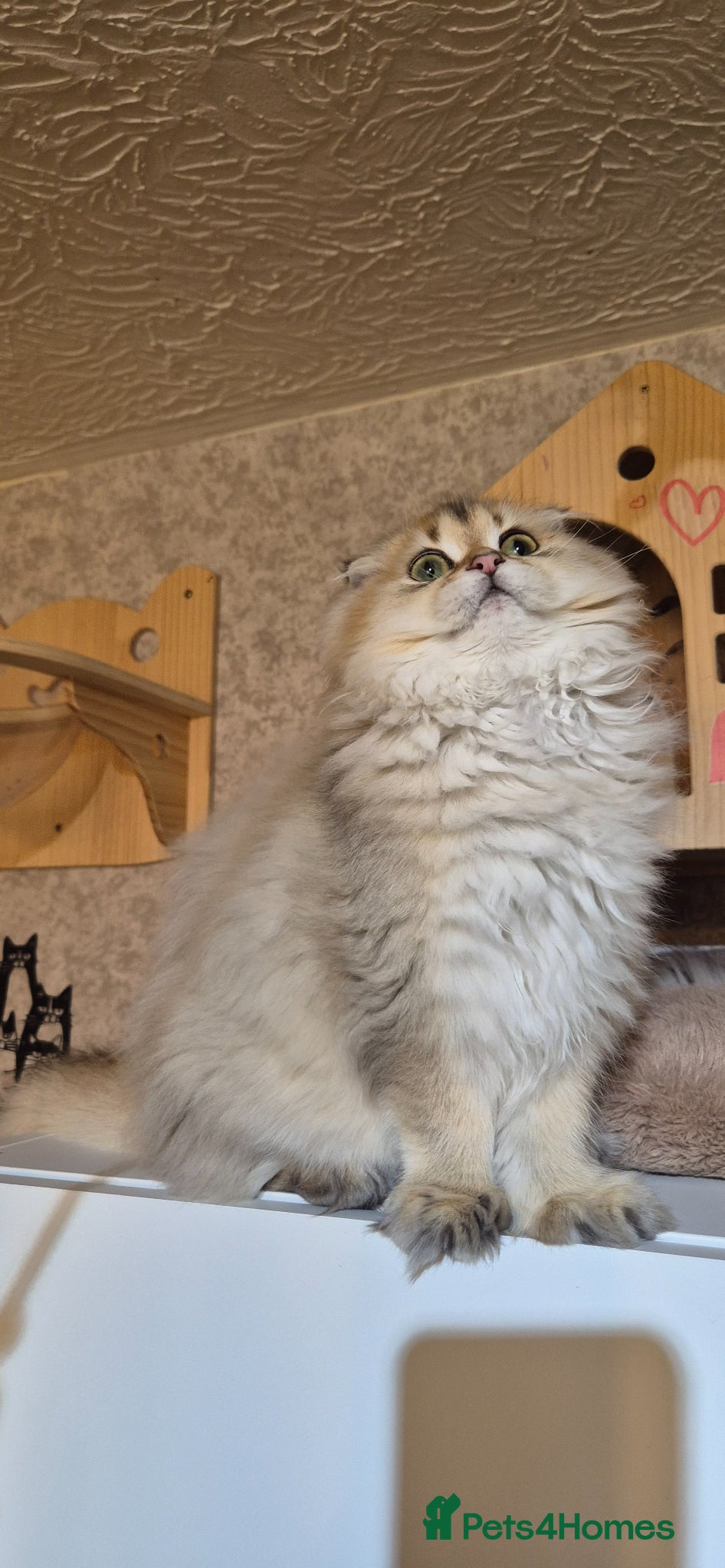 Scottish Fold cats for sale: In your lap Scottish Fold/Straight kittens  - Advert 8
