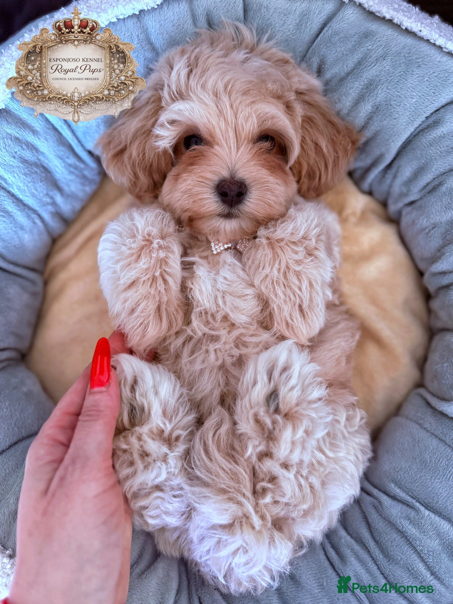 Maltipoo dogs ✨👑READY 🏡 One in a Million F1 Asian Maltipoo👑✨ - Advert 12