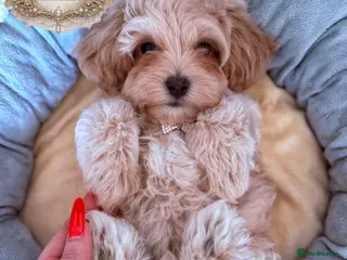 Maltipoo dogs ✨👑READY 🏡 One in a Million F1 Asian Maltipoo👑✨ - Advert 12