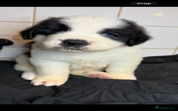 Saint Bernard dogs for sale: Saint Bernard puppies  - Image 22