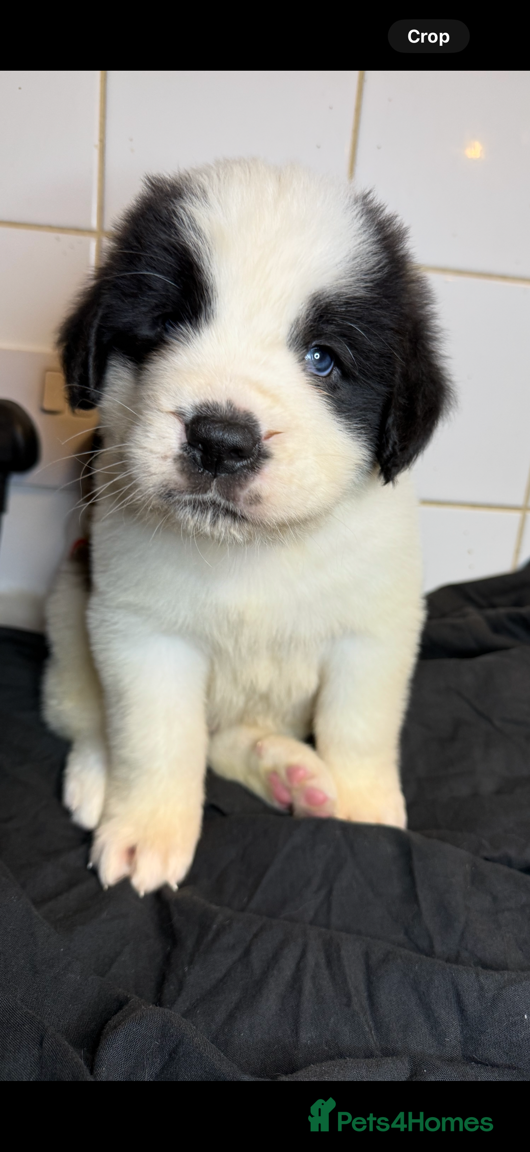 Saint Bernard dogs for sale: Saint Bernard puppies  - Image 22