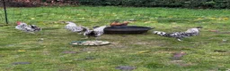 Chickens poultry for sale: Silver appenzeller Quartet - Advert 3