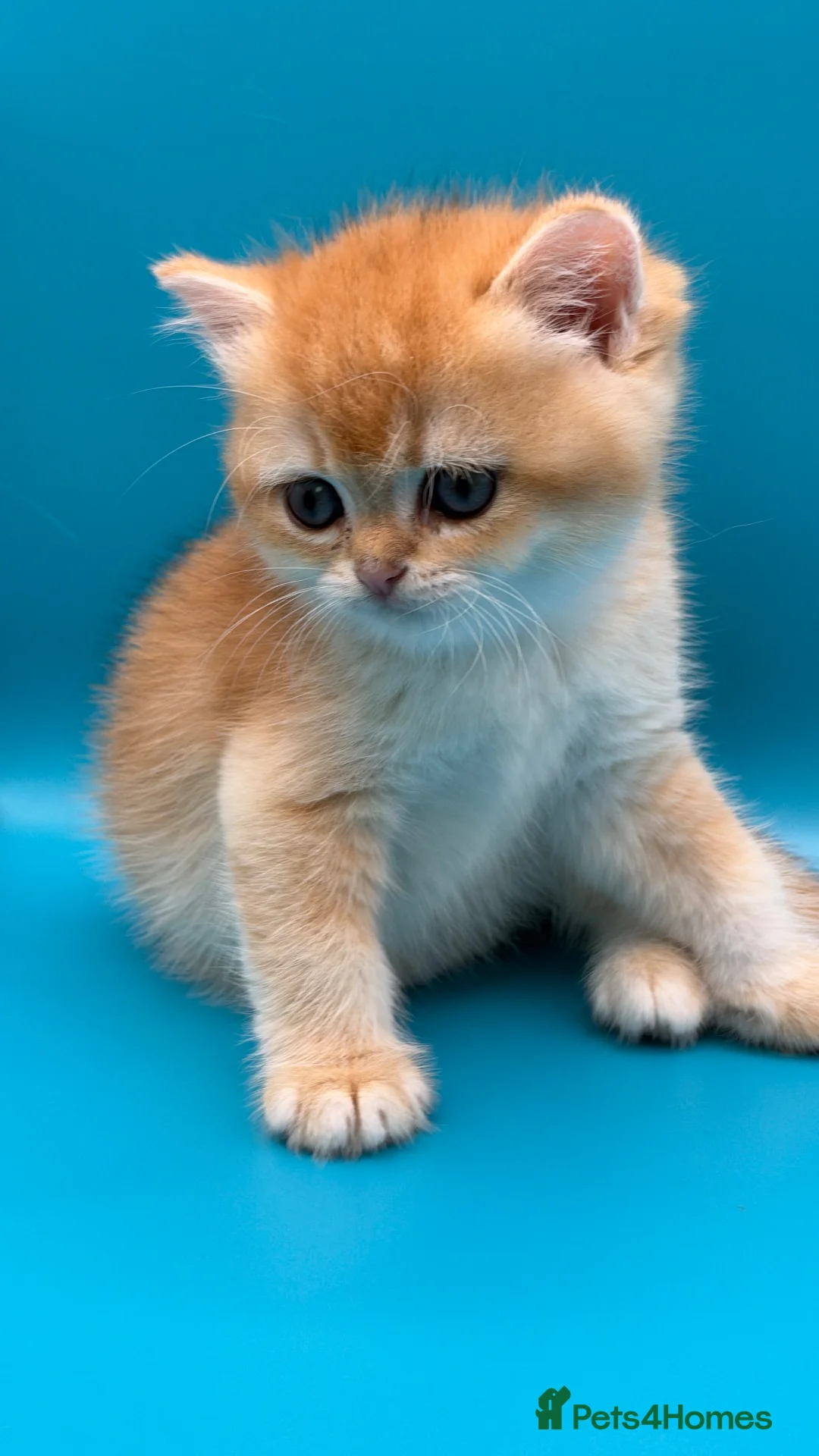 British Shorthair cats for sale: BSH GCCF GOLDEN AND LILAC KITTENS  in Basildon - Advert 2