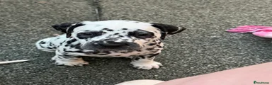 Dalmatian 9