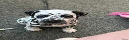 Dalmatian dogs for sale: JUST 3 BOYS LEFT READY THIS WEEK  - Advert 31
