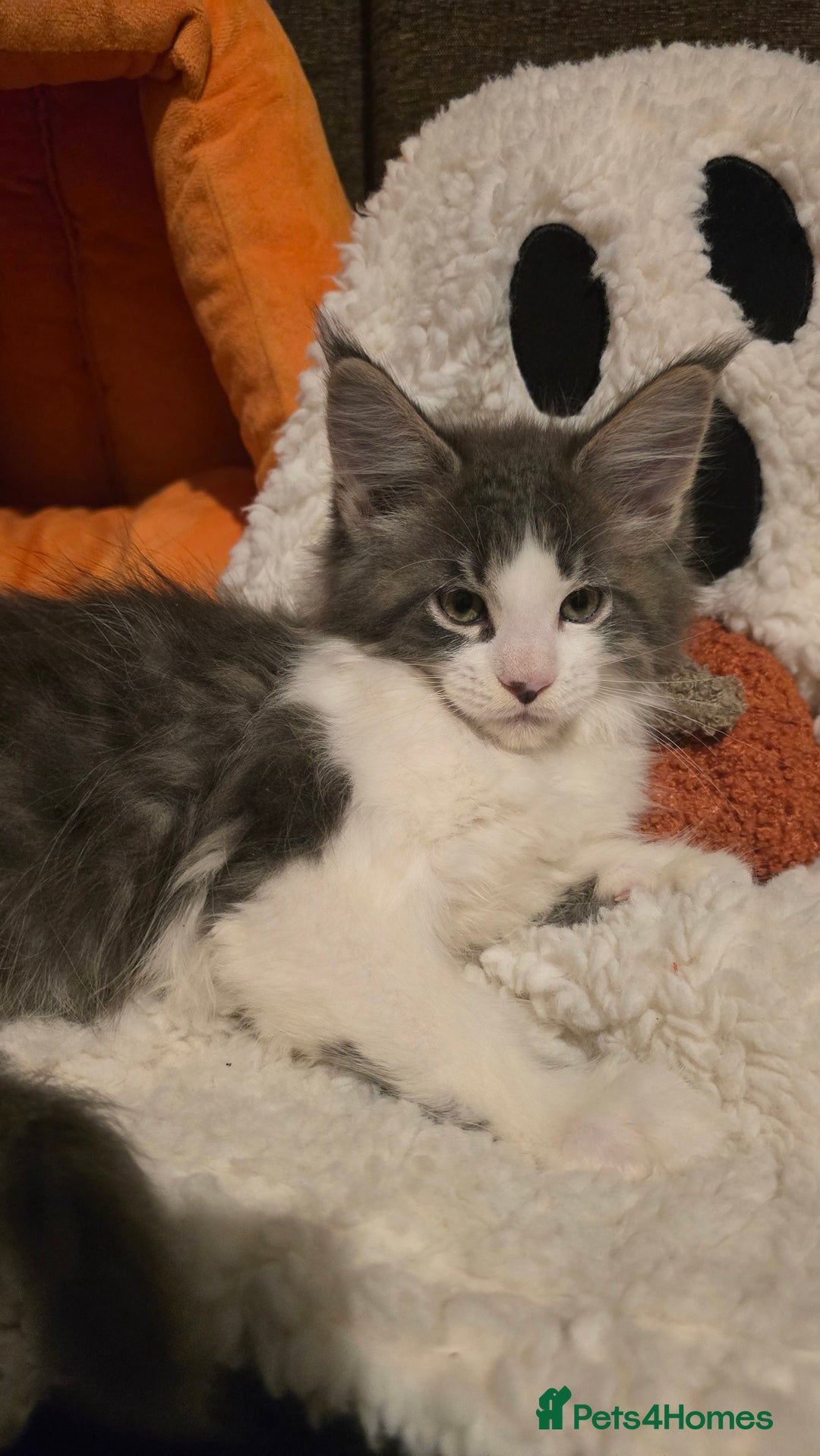 Maine Coon cats for sale: *Reduced for last boy*  - Image 9