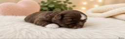 Shih Tzu dogs for sale: Chocolate Shih Tzu Puppies Ready June - Advert 13