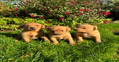 Labrador Retriever dogs - Advert 11