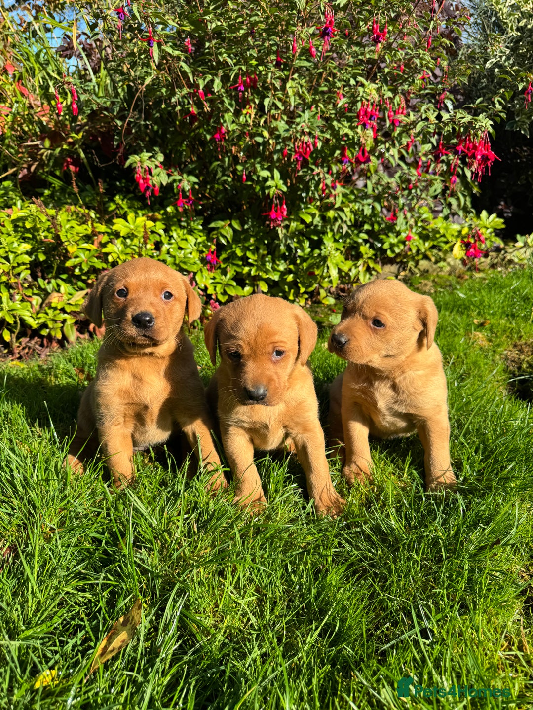 Labrador Retriever dogs for sale: KC Registered Fox Red Labrador Puppies  - Image 3