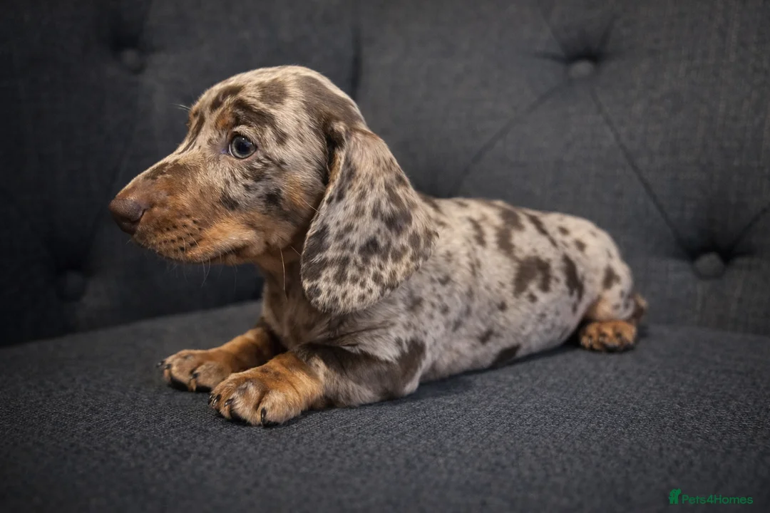 Miniature Dachshund dogs for sale: 🐾 Dapple Boy Newly Available! 🐾 - Advert 7
