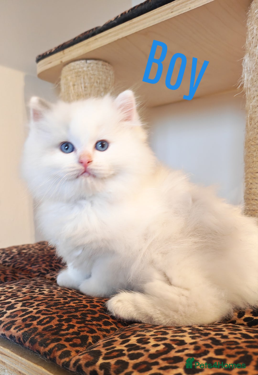 Ragdoll cats for sale: GCCF REGISTER KITTENS  - Advert 14