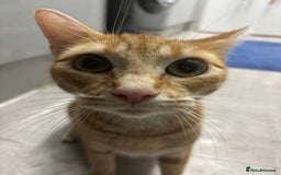 British Shorthair cats for sale: Ginger and white cats - Image 3