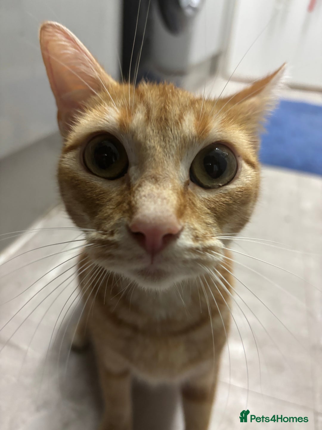 British Shorthair cats for sale: Ginger and white cats - Image 3