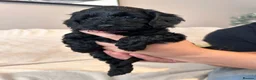 Cockapoo dogs for sale: Beautiful litter of f2 Cockapoo's in Weston-super-Mare - Advert 5