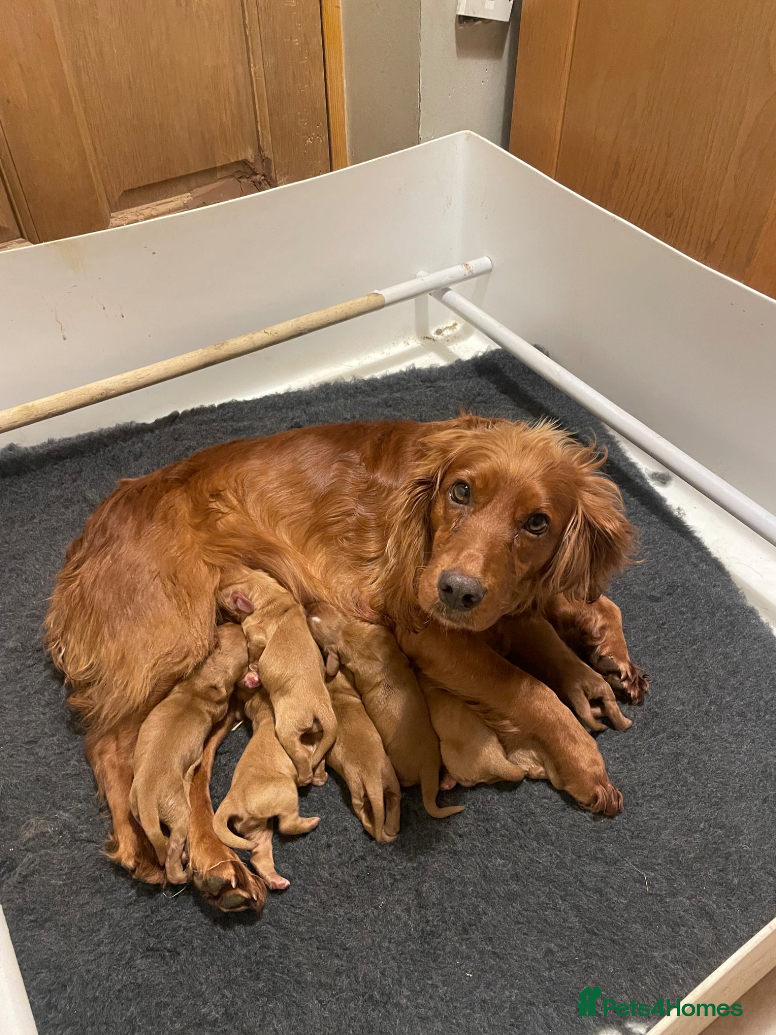 Cocker Spaniel dogs Dark Golden Cocker Spaniels Boys  - Advert 2