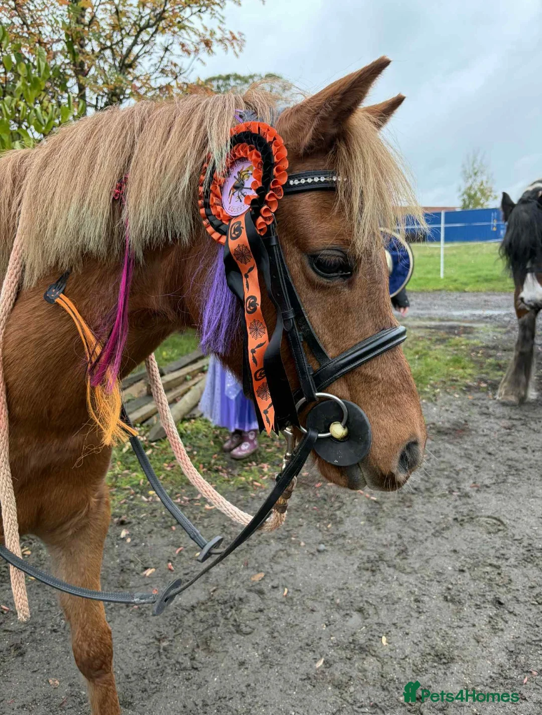 Welsh Section B horses for sale: 12.2hh pony for sale - Advert 4