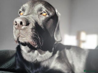 Labrador Retriever dogs in Pewsey - Advert 34