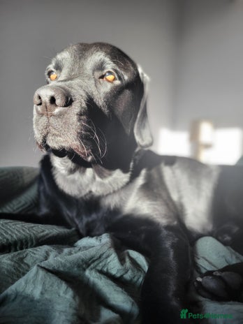 Labrador Retriever dogs in Pewsey - Advert 1