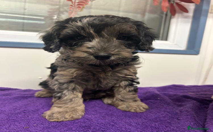 Cockapoo dogs Cockapoos ready now  - Advert 1