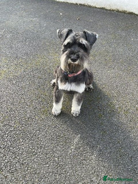 Schnauzer dogs Miniature schnauzer - Advert 3