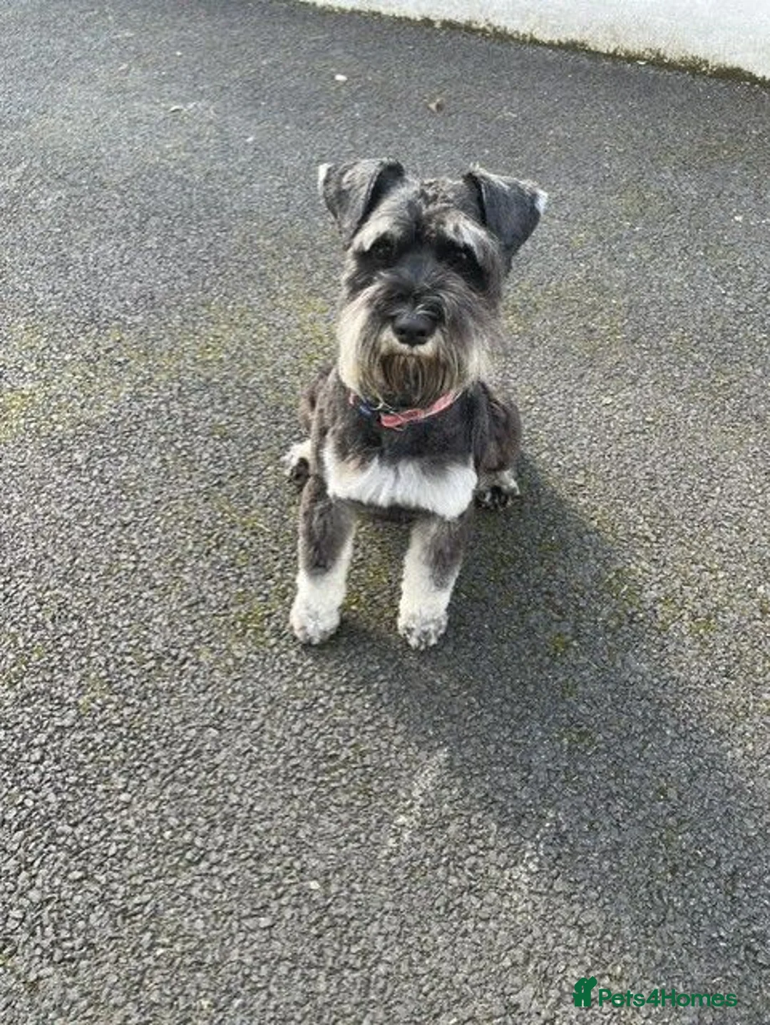 Schnauzer dogs for stud: Miniature schnauzer - Advert 1