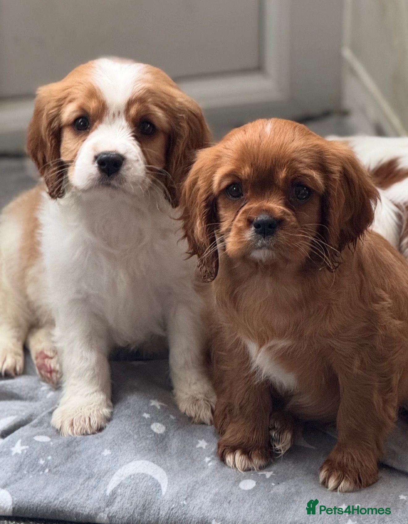 Cavalier King Charles Spaniel dogs Cavalier King Charles  - Advert 1