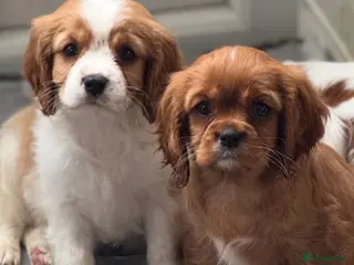 Cavalier King Charles Spaniel dogs Cavalier King Charles - Advert 7