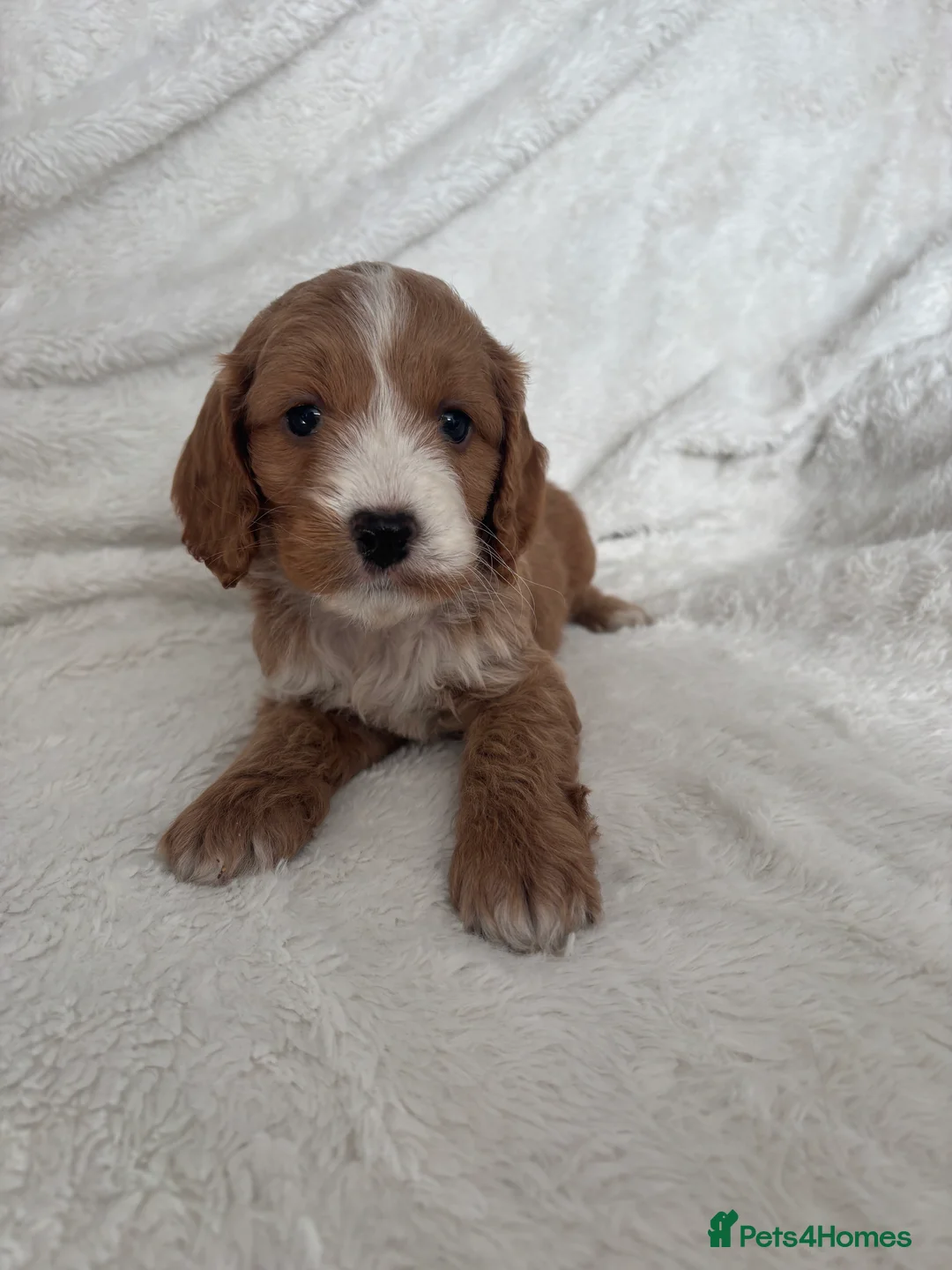 Cockapoo dogs for sale: 🐶🐶 Cockerpoo Puppies 🐶🐶 - Advert 9