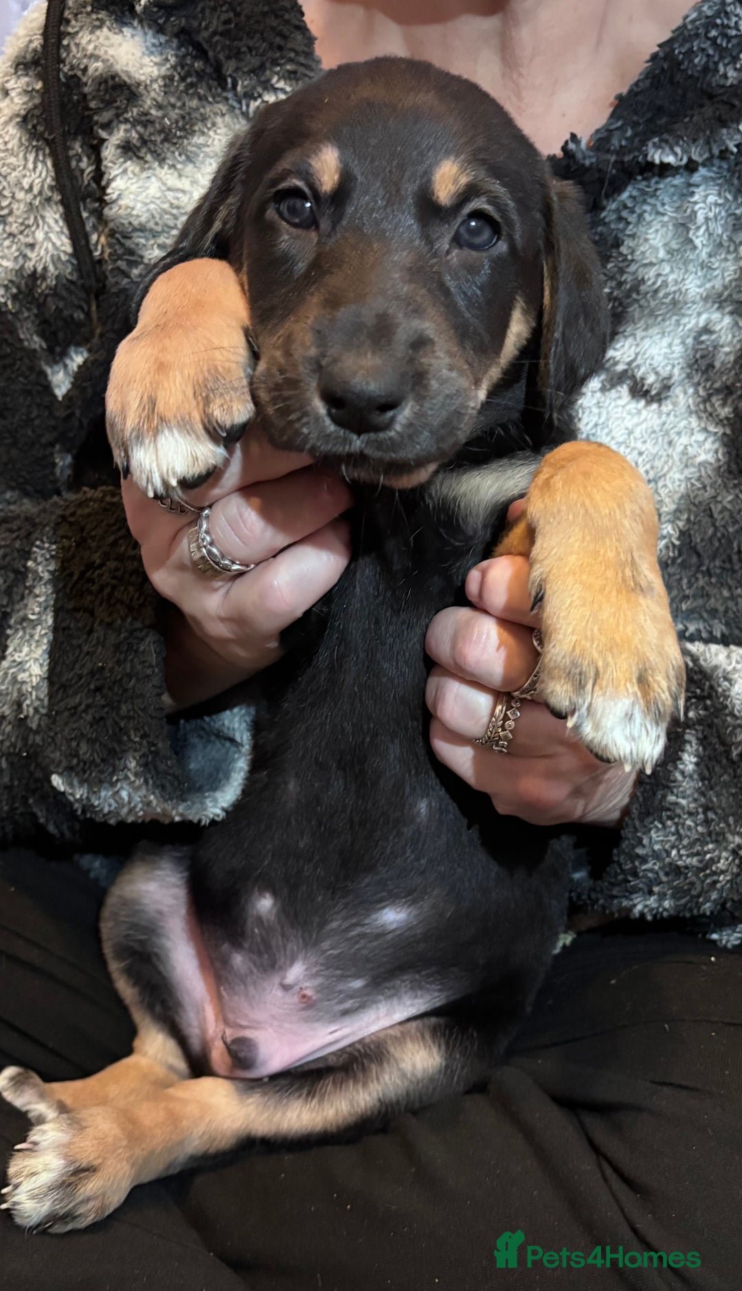 Mixed Breed dogs for sale: SalukiX⭐️ ONLY 4 Left ! READY TO GO  - Advert 14