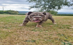 English Bulldog dogs for sale: World class bulldogs - Image 18