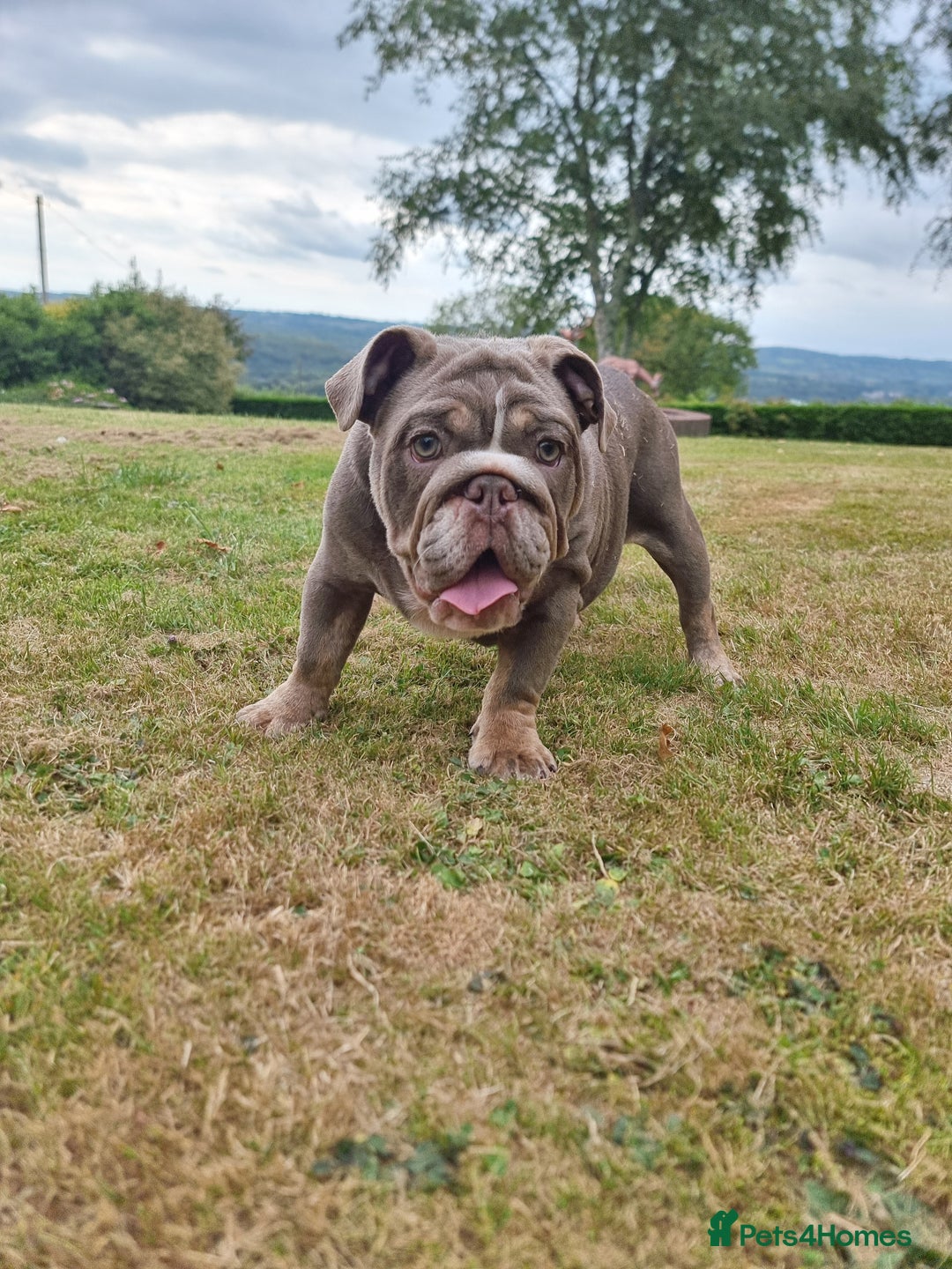 English Bulldog dogs for sale: World class bulldogs - Image 18