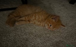 Ragdoll cats for sale: Mixed Ragdolls  - Image 2