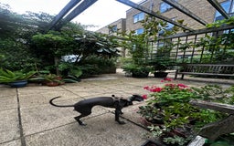 Italian Greyhound dogs for sale: Italian Greyhound Puppy, Fully Vaccinated, Trained - Image 4