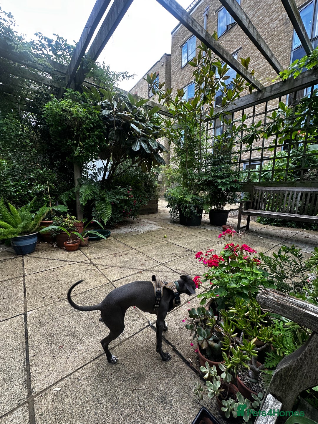 Italian Greyhound dogs for sale: Italian Greyhound Puppy, Fully Vaccinated, Trained - Image 4