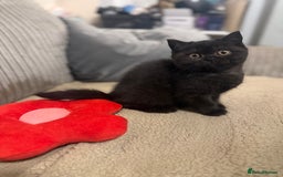 British Shorthair cats for sale: Beautiful British shorthair champion bloodlines - Image 17