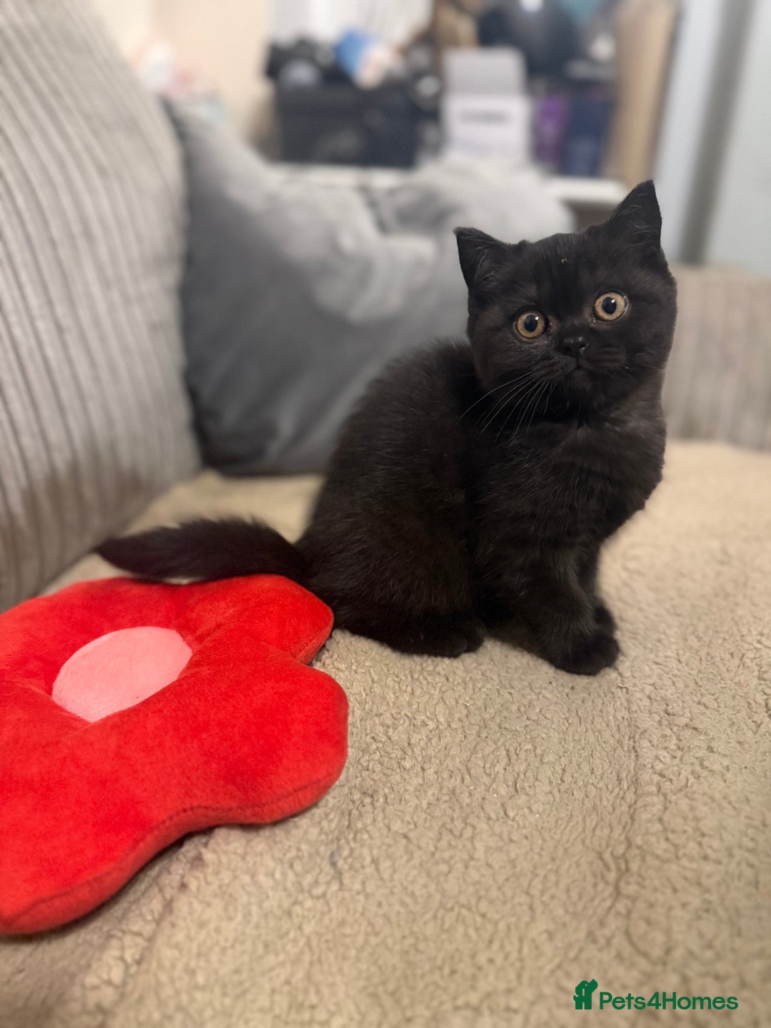 British Shorthair cats for sale: Beautiful British shorthair champion bloodlines - Image 17