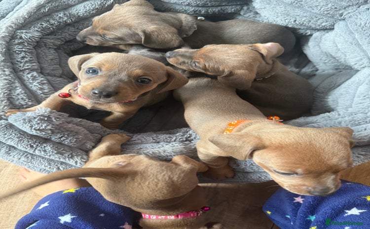 Mixed Breed dogs in Cowdenbeath - Advert 5