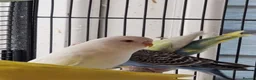 Budgerigars birds for sale: Baby budgies.  - Advert 8