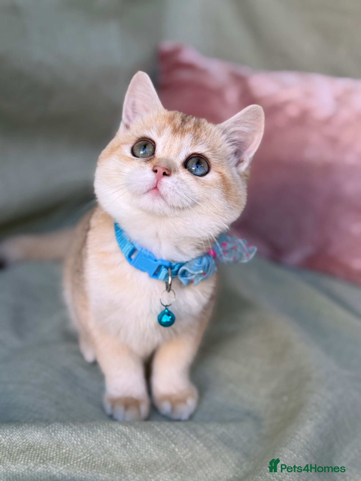 British Shorthair cats  British shorthai goldenkittens odd/blue eyed GCCF - Advert 12