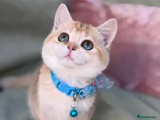 British Shorthair cats British shorthai goldenkittens odd/blue eyed GCCF - Advert 12