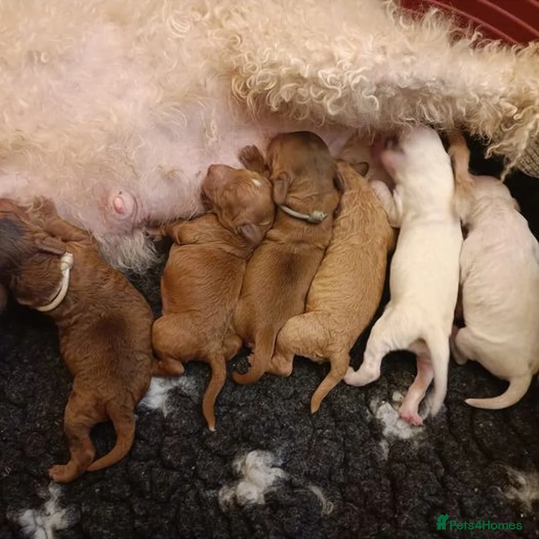 Cockapoo dogs for stud: Red Sable - Carrys Tan/Phantom, Parti & Chocolate in Eastleigh - Advert 7