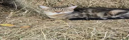 Mixed Breed cats for sale: Farm kittens - Advert 3
