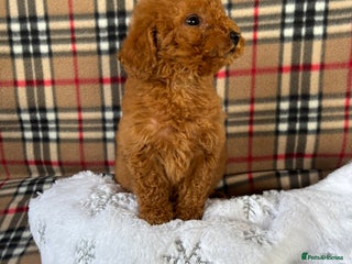 Miniature Poodle dogs Beautiful kc registered, health tested puppies - Advert 1