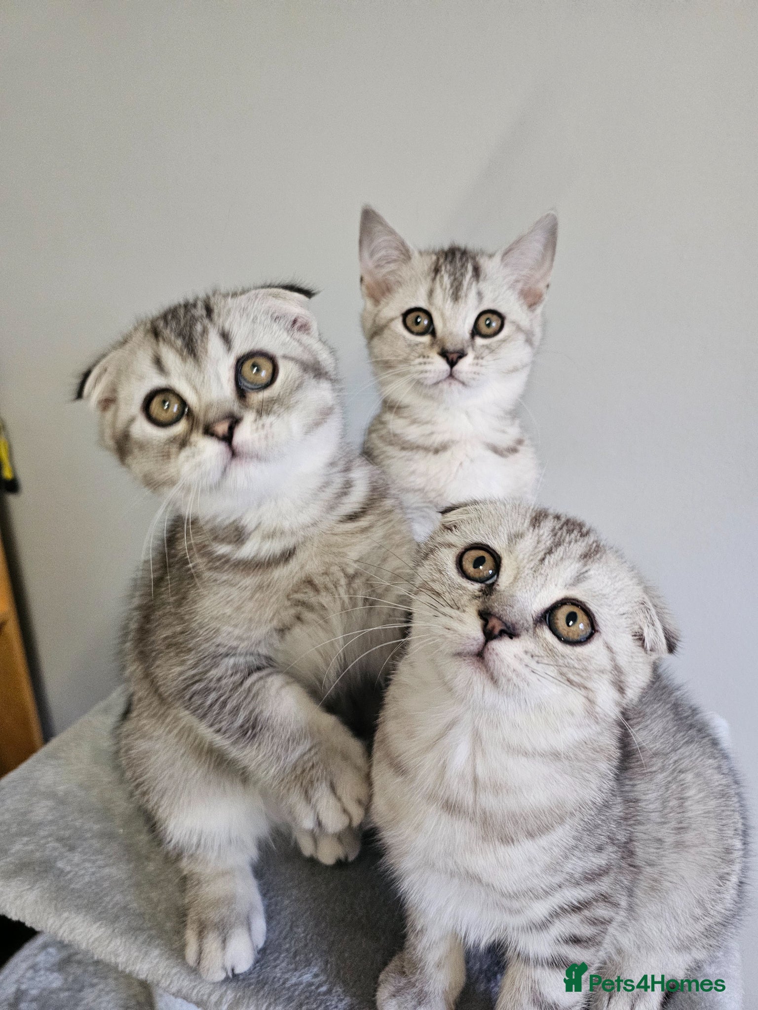 Scottish Fold cats Beautiful schotish fold kitten for sale - Advert 7