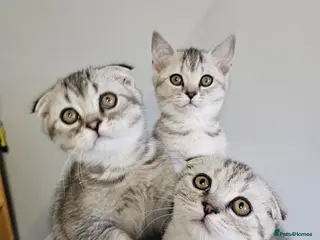Scottish Fold cats Beautiful schotish fold kitten for sale - Advert 7