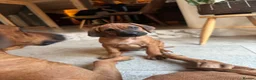 Rhodesian Ridgeback dogs for sale: Rhodesian Ridgeback unexpectedly re-available  - Advert 3