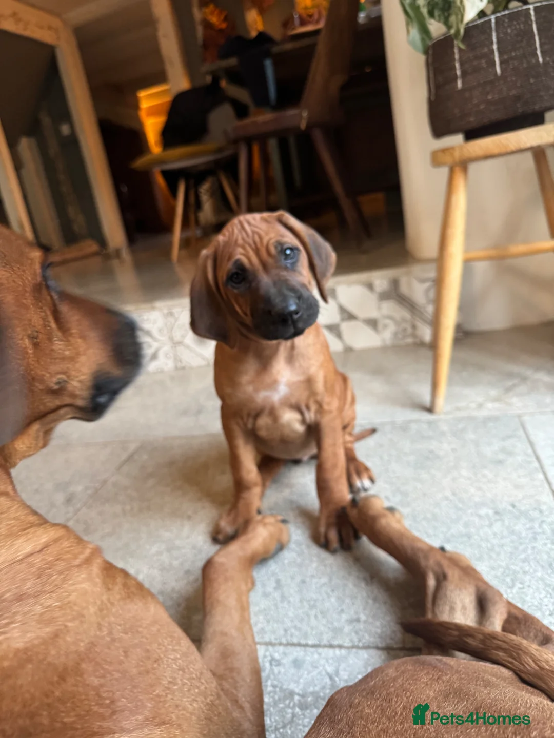 Rhodesian Ridgeback dogs for sale: Rhodesian Ridgeback unexpectedly re-available  - Advert 3
