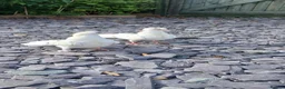 Doves birds for sale: 6 fantails Doves to rehome in Bath - Advert 7