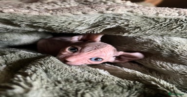 Sphynx cats - Advert 12