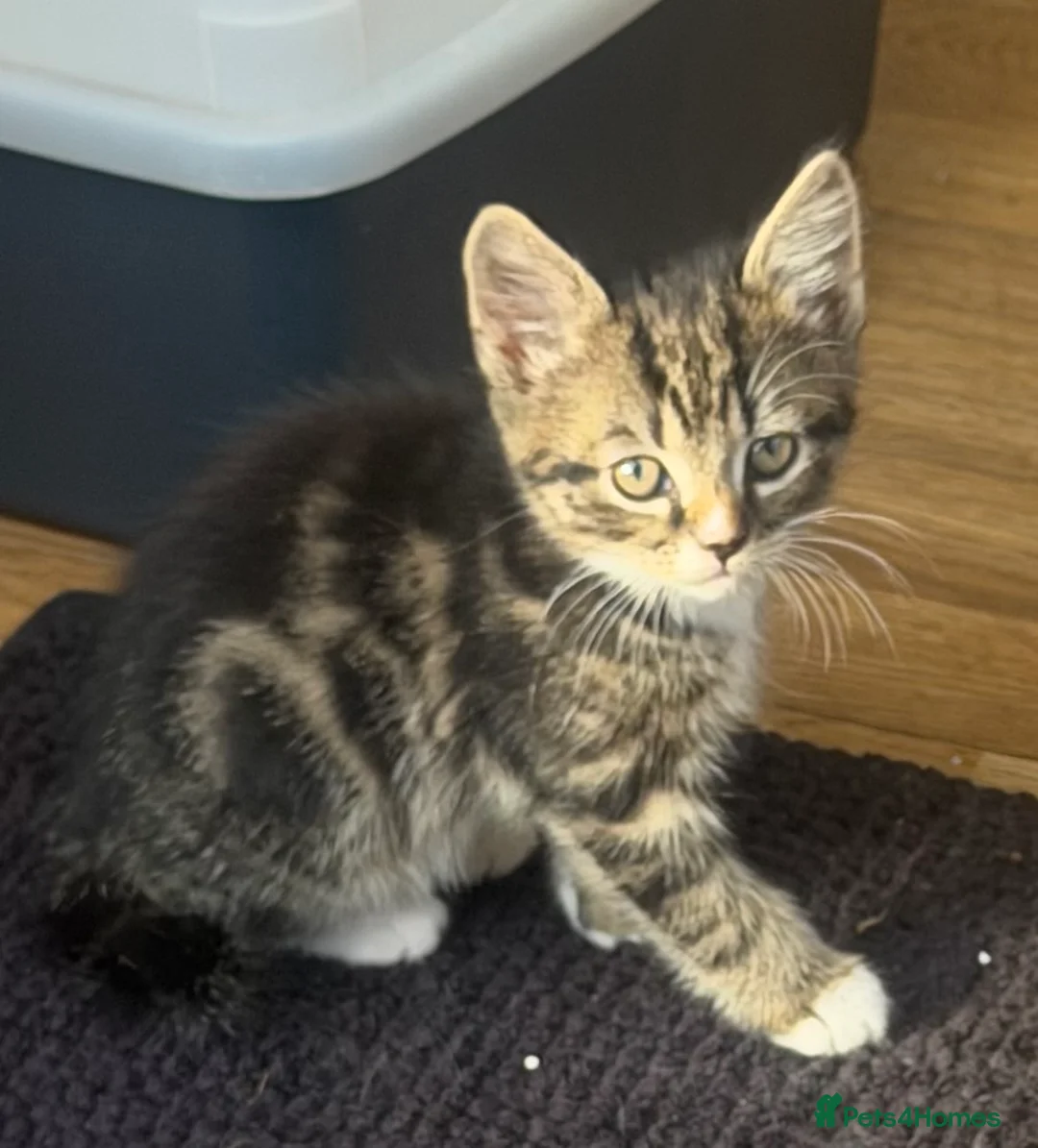 British Shorthair cats for sale: Adorable Kittens Looking for Loving Homes - Advert 23